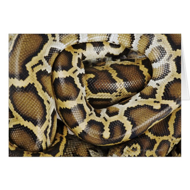 Burmese python hälsningskort (Framsidan Horizontal)