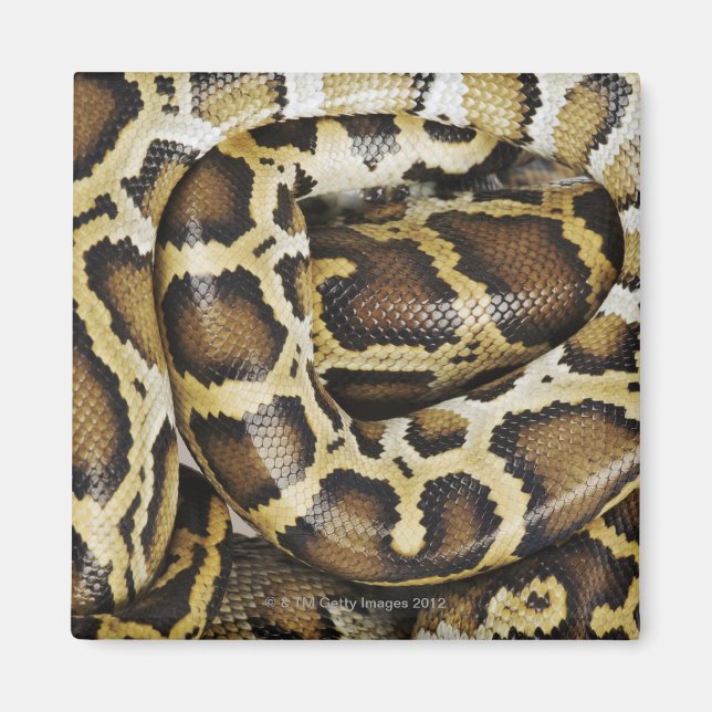 Burmese python magnet (Framsidan)