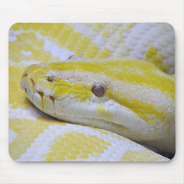 Burmese python musmatta (Framsidan)