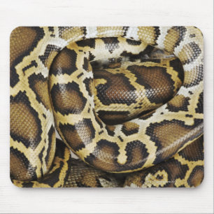 Burmese python musmatta