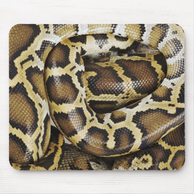 Burmese python musmatta (Framsidan)