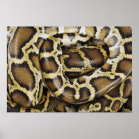 Burmese python