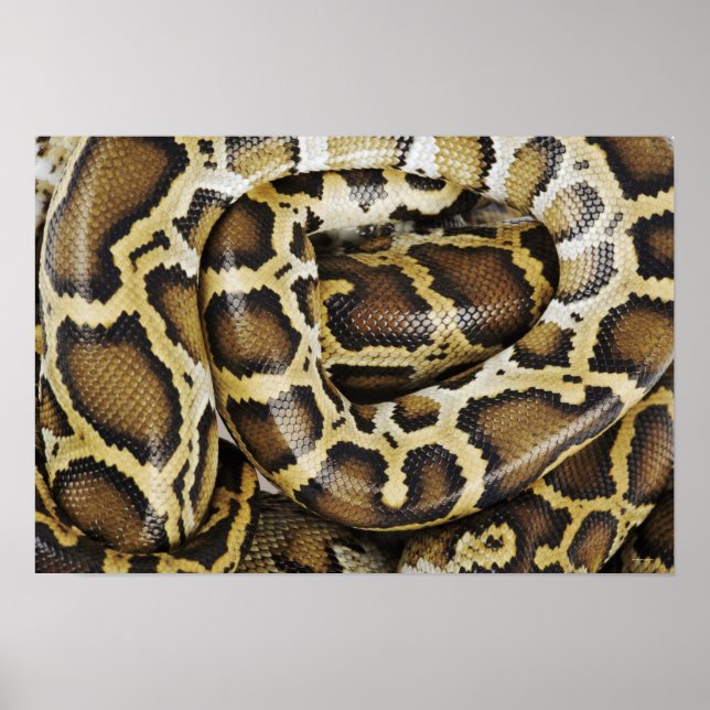 Burmese python poster (Framsidan)