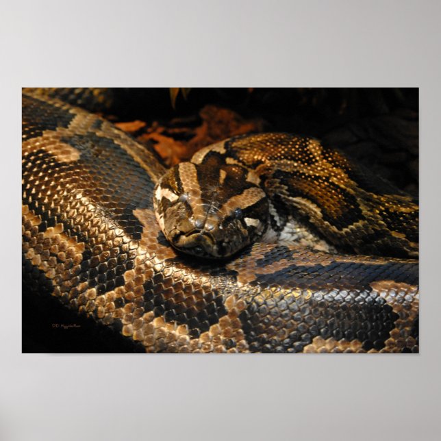 Burmese Python Poster (Framsidan)