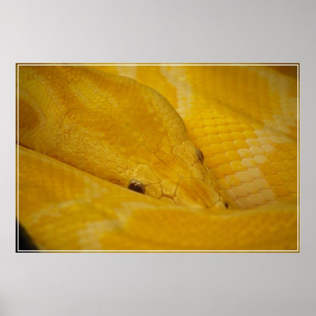 Burmese Python Poster (Framsidan)