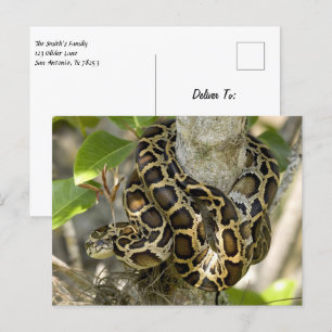 Burmese Python Snake Vykort