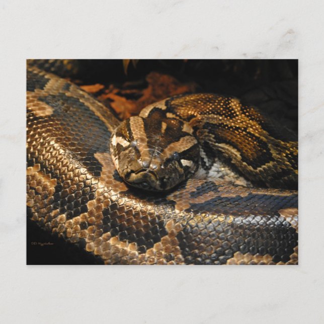 Burmese Python Vykort (Framsida)