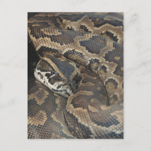 Burmese Python Vykort