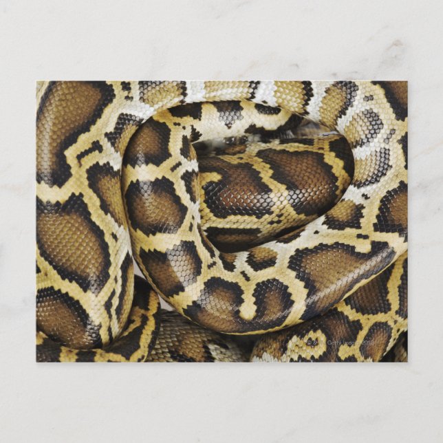Burmese python vykort (Framsida)
