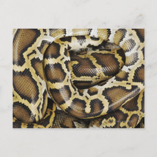 Burmese python vykort