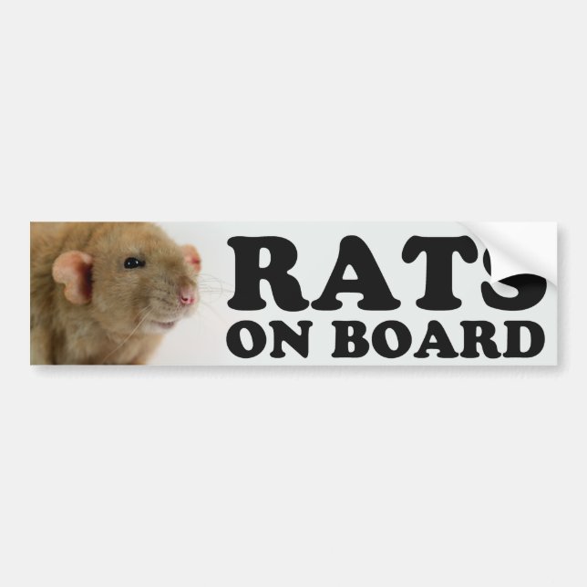 (Burmese) Rats on board Bildekal (Framsidan)