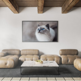 Burmesisk katt med stenande blå Ögon Poster