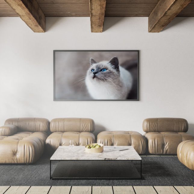 Burmesisk katt med stenande blå Ögon Poster (Skapare uppladdad)