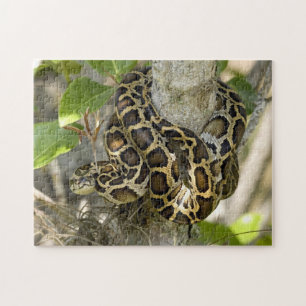 Burmesisk pythonorm pussel