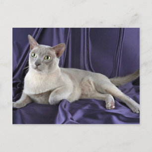 Burmesiska, lilac vykort