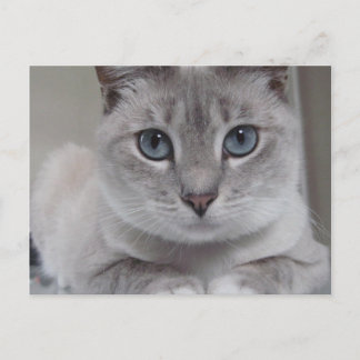 BURMILLA CAT POSTCARD VYKORT