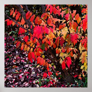 Burning Bush Abstrakt Poster