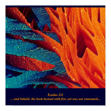 Burning Bush-Abstrakten