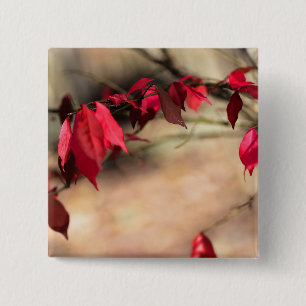 Burning Bush Autumn Foliage - Euonymus alatus Knapp