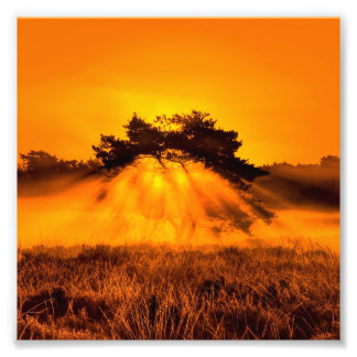 Burning Bush Fototryck