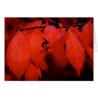 Burning Bush Hälsningskort