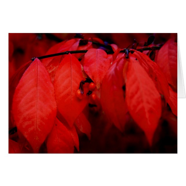 Burning Bush Hälsningskort (Framsidan Horizontal)