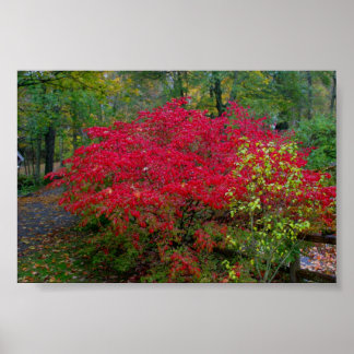 Burning Bush Poster