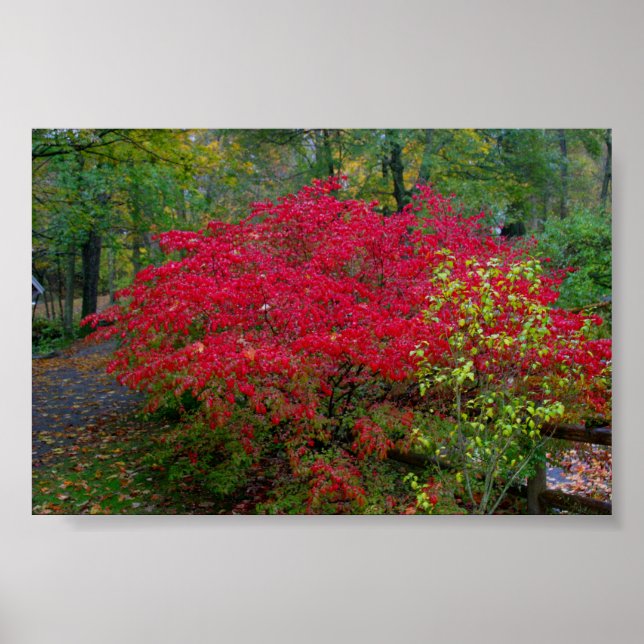 Burning Bush Poster (Framsidan)