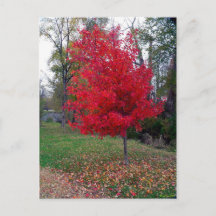 Burning Bush vycard