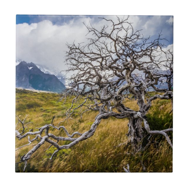 Burnt träd, Torres del Paine, Chile Kakelplatta (Framsidan)