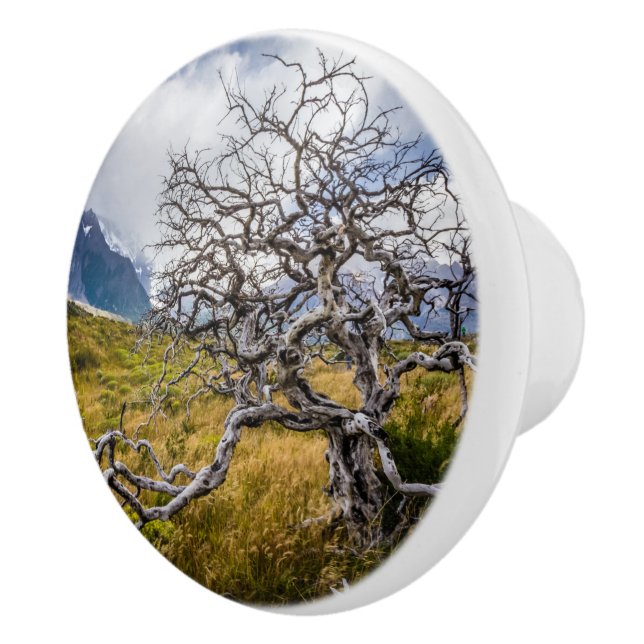 Burnt träd, Torres del Paine, Chile Knopp (Höger)