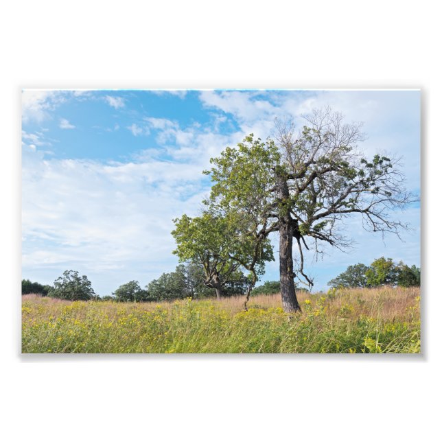 Burr Oak Träd och Prairie Fototryck (Framsidan)