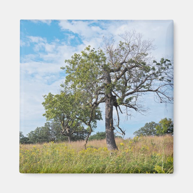 Burr Oak Träd och Prairie Magnet (Framsidan)