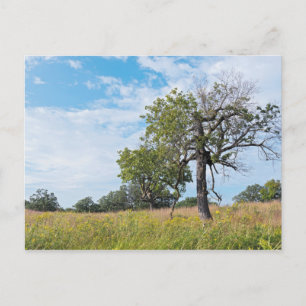 Burr Oak Träd och Prairie Vykort