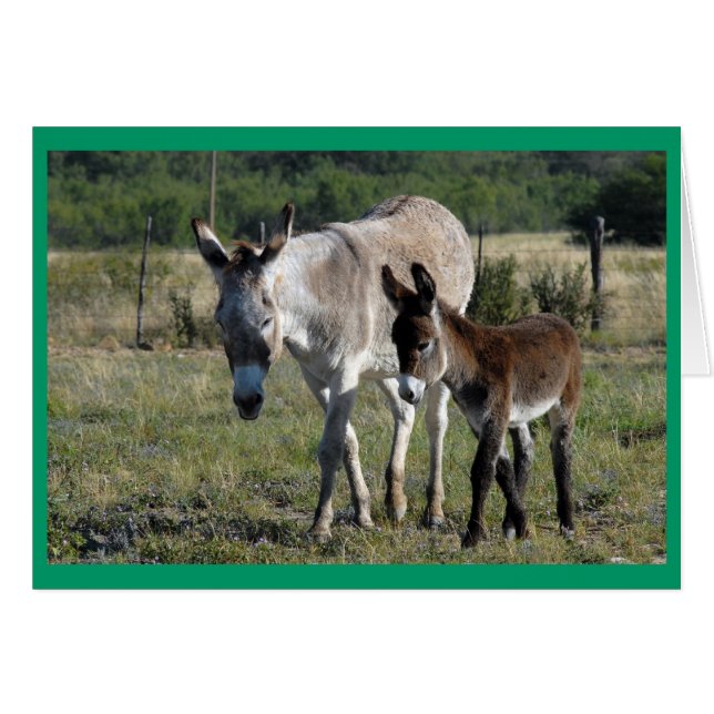 Burra och Burrito #1 Hälsningskort (Framsidan Horizontal)