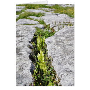 Burren Plants Limestone Sten Hälsningskort