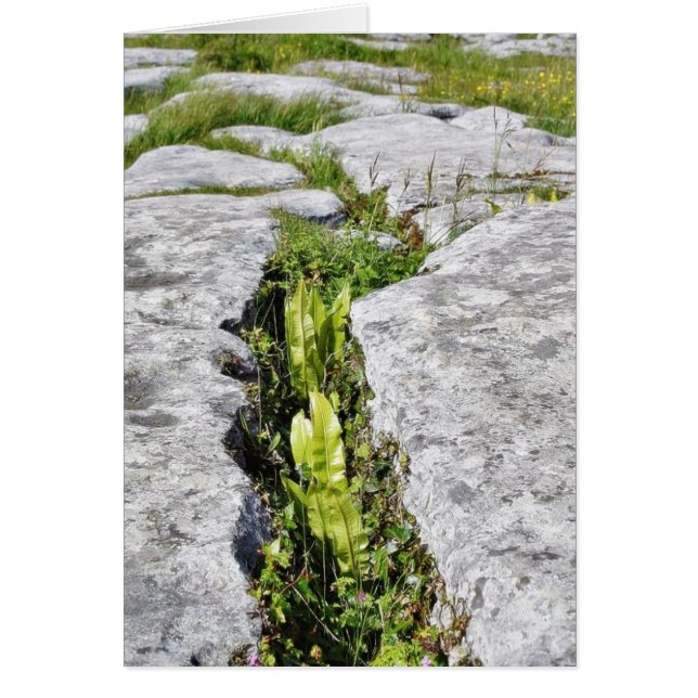 Burren Plants Limestone Sten Hälsningskort (Framsidan)