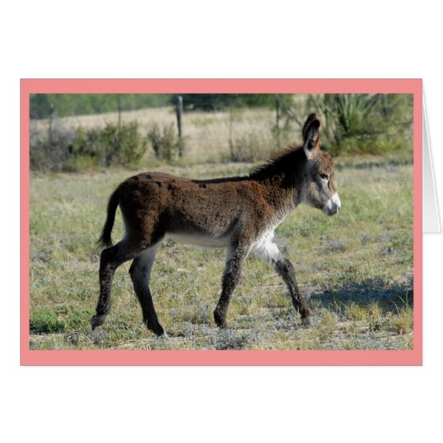 ’Burrito’ Hälsningskort (Framsidan Horizontal)