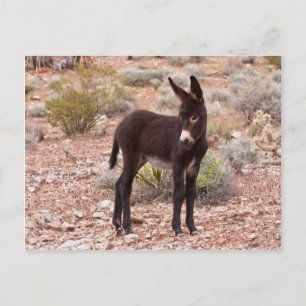 Burro Foal Vykort