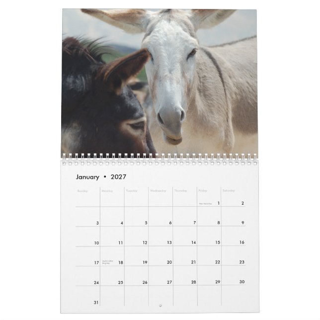 Burro- & hästkalender kalender (Jan 2027)