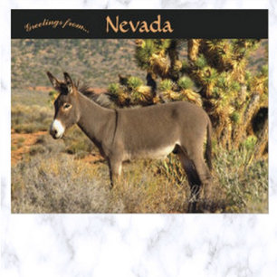 Burro i Nevada Vykort