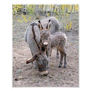 Burro och Baby Fototryck