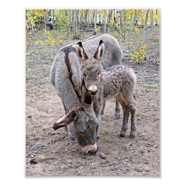 Burro och Baby Fototryck (Framsidan)