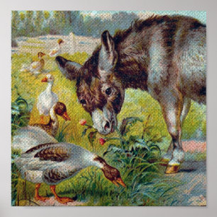 Burro och Geese Poster