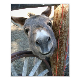 Burro over Wagon Wheel 8x10 Fototryck