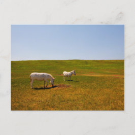 Burros, Custer State Park, South Dakota Vykort