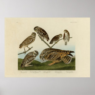 Burrowing Uggla - från Audubon's Birds of America Poster