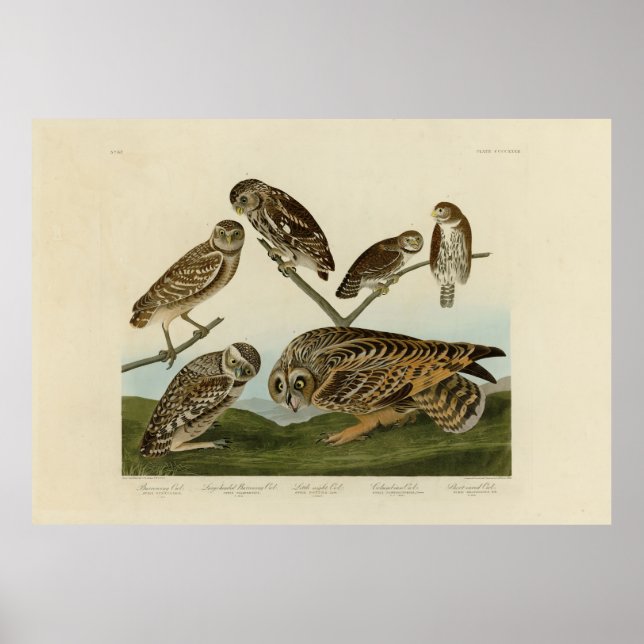 Burrowing Uggla - från Audubon's Birds of America Poster (Framsidan)