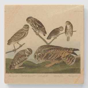 Burrowing Uggla - från Audubon's Birds of America Stenunderlägg