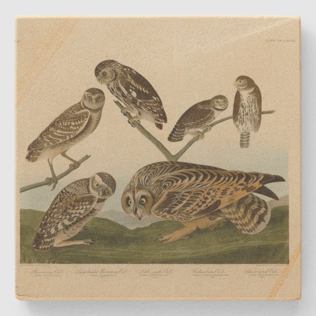 Burrowing Uggla - från Audubon's Birds of America Stenunderlägg (Framsidan)